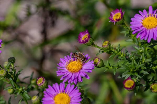 Aster novae-angliae - New England Aster - Image 3