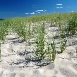 Native american beach grass - ammophila breviligulata