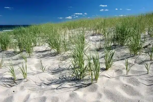 Native american beach grass - ammophila breviligulata