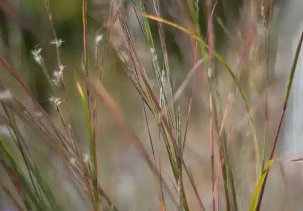 Andropogon scoparium Schizachyrium scoparium Little Bluestem 2 - Andropogon scoparium (Schizachyrium scoparium) - Little Bluestem