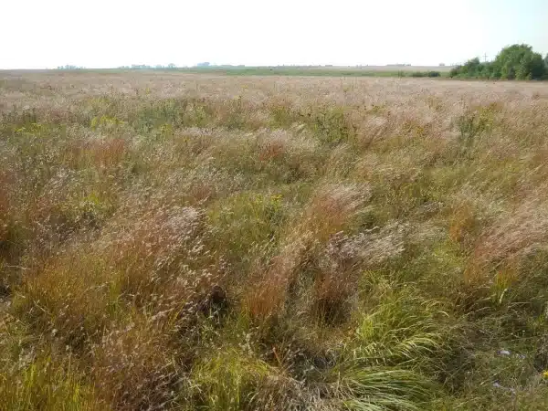 Andropogon scoparium Schizachyrium scoparium Little Bluestem 4 - Andropogon scoparium (Schizachyrium scoparium) - Little Bluestem