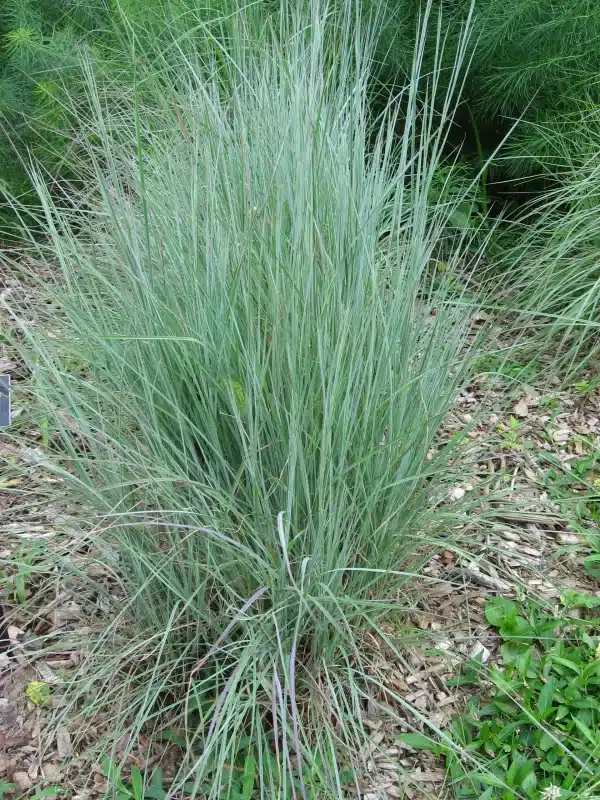 Andropogon scoparium Schizachyrium scoparium Little Bluestem - Andropogon scoparium (Schizachyrium scoparium) - Little Bluestem