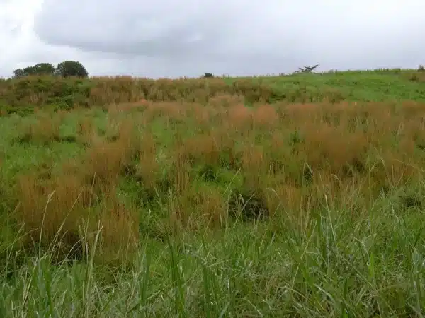 Andropogon virginicus Broom Sedge 3 - Andropogon virginicus - Broom Sedge