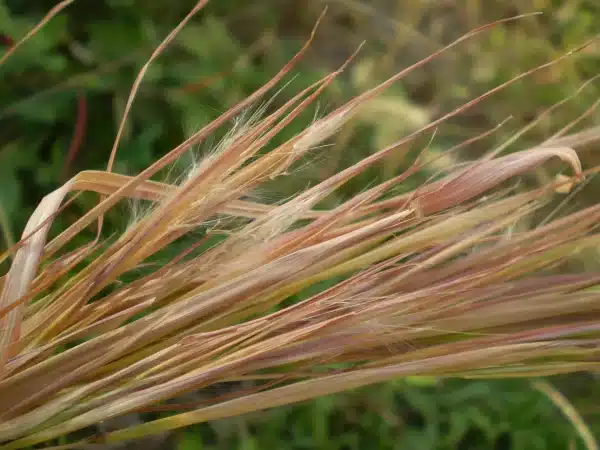 Andropogon virginicus Broom Sedge - Andropogon virginicus - Broom Sedge