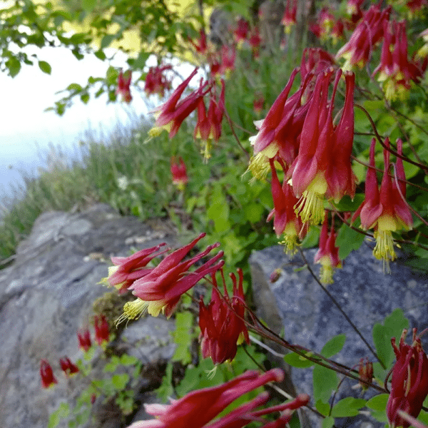 Aquilegia canadensis Wild Columbine 2 - Aquilegia canadensis - Wild Columbine