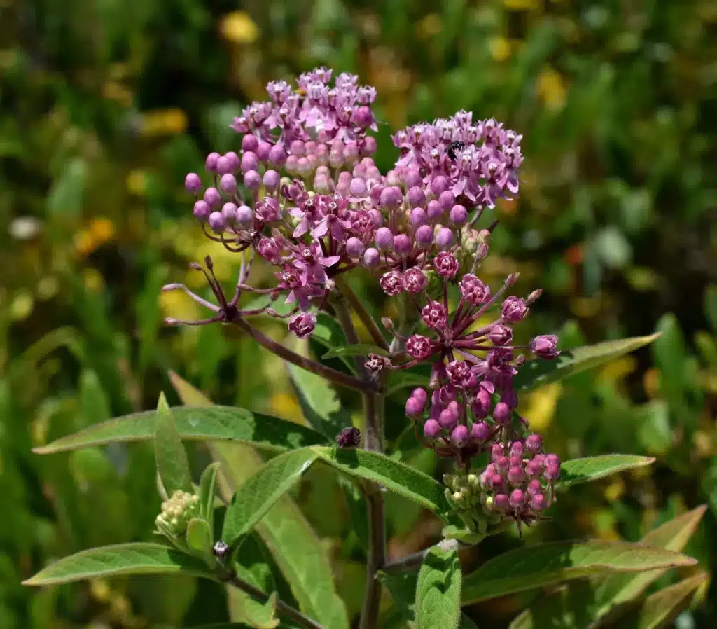 Rose Milkweed: Essential Native Plant for Monarch Butterflies 5 Asclepias incarnata - Swamp Milkweed