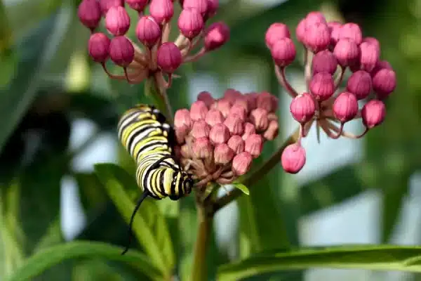 Asclepias incarnata Swamp Milkweed 3 - Asclepias incarnata - Swamp Milkweed