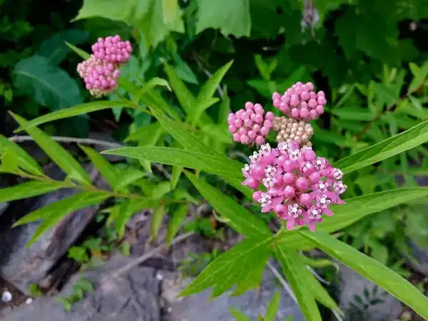 Asclepias incarnata Swamp Milkweed - Asclepias incarnata - Swamp Milkweed