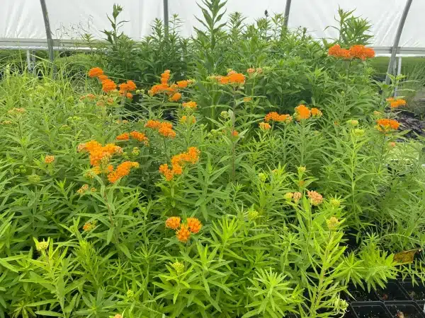 Asclepias tuberosa Butterfly Weed 3 - Asclepias tuberosa - Butterfly Weed