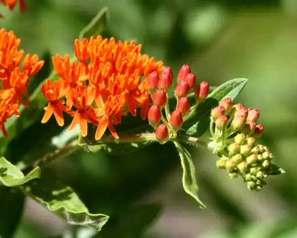 Asclepias tuberosa Butterfly Weed 4 - Asclepias tuberosa - Butterfly Weed