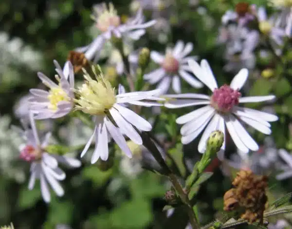 Aster cordifolius Blue wood aster 2 - Aster cordifolius - Blue wood-aster