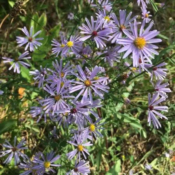 Aster laevis Smooth Blue Aster 2 - Aster laevis - Smooth Blue Aster