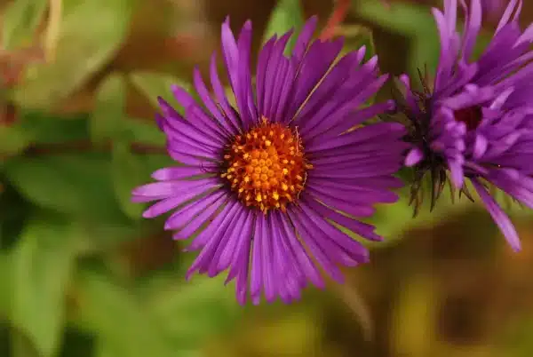 Aster novae angliae Symphyotrichum novae angliae New England Aster 2 - Aster novae-angliae (Symphyotrichum novae-angliae) - New England Aster