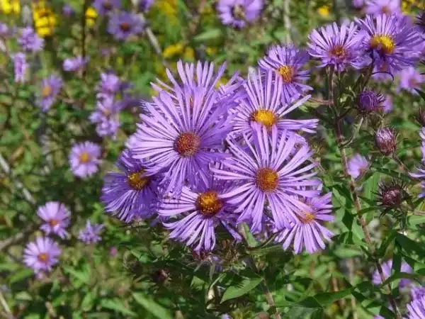 Aster novae angliae Symphyotrichum novae angliae New England Aster - Aster novae-angliae (Symphyotrichum novae-angliae) - New England Aster