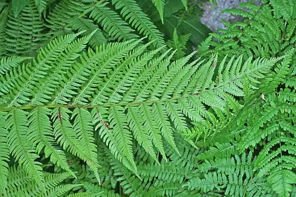 Athyrium felix femina Lady Fern - Athyrium felix femina - Lady Fern