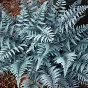 Ghost Fern - Athyrium niponicum x Athyrium filix-fimina