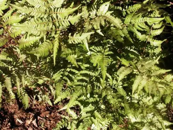 Athyrium nipponicum Pictum Japanese Painted Fern - Athyrium nipponicum 'Pictum' - Japanese Painted Fern