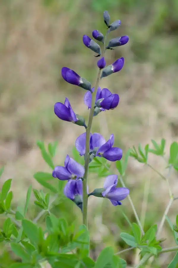 Baptisia australis Blue False Indigo 2 - Baptisia australis - Blue False Indigo