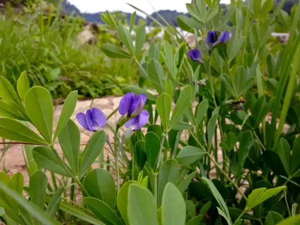 Baptisia australis Blue False Indigo 3 - Baptisia australis - Blue False Indigo