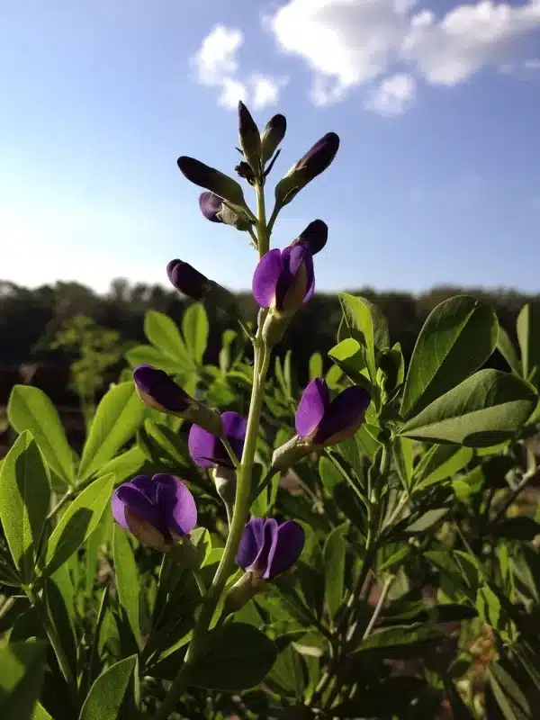 Baptisia australis Blue False Indigo 4 - Baptisia australis - Blue False Indigo