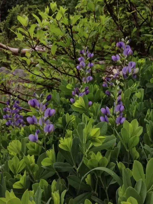 Baptisia australis Blue False Indigo - Baptisia australis - Blue False Indigo