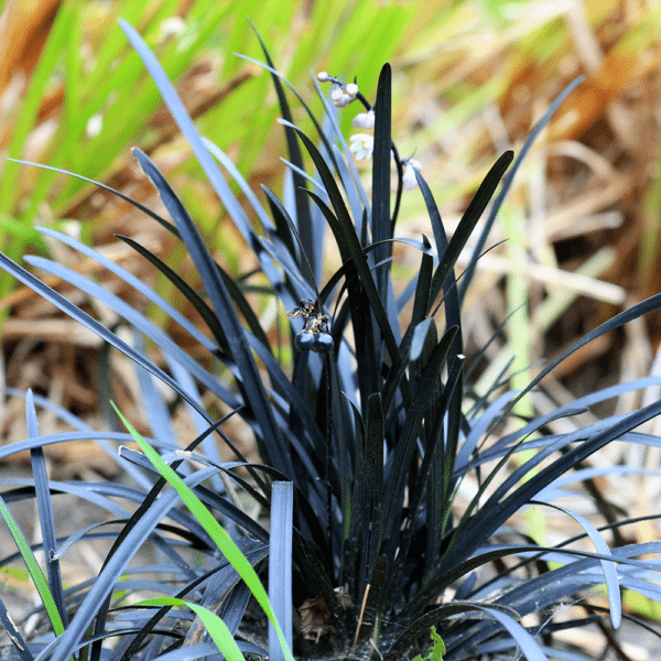 Black Mondo Grass - Ophiopogon planiscapus 'Nigrescens' - Black Mondo Grass