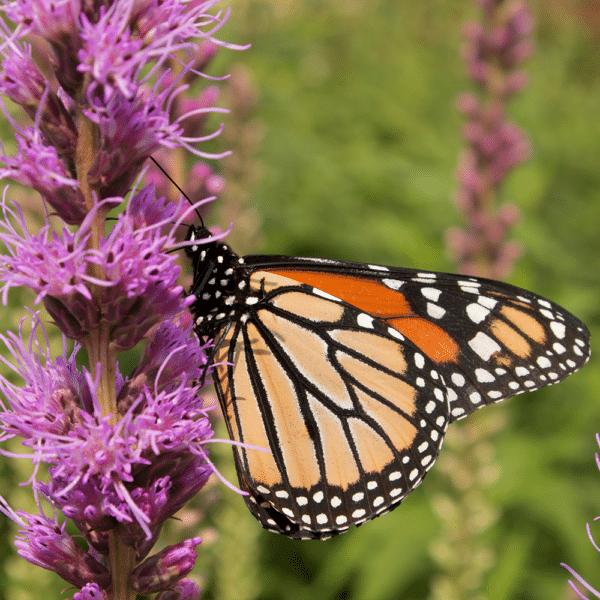 Blazing Star 2 - Liatris spicata - Blazing Star