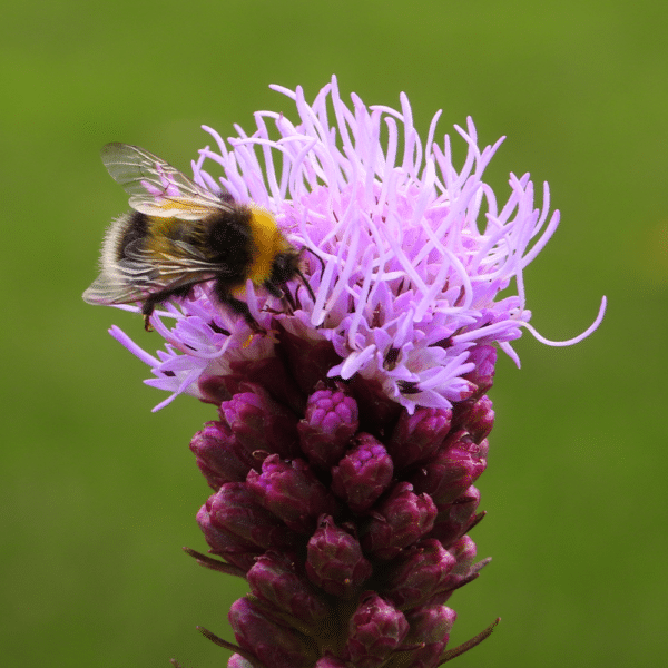 Blazing Star - Liatris spicata - Blazing Star