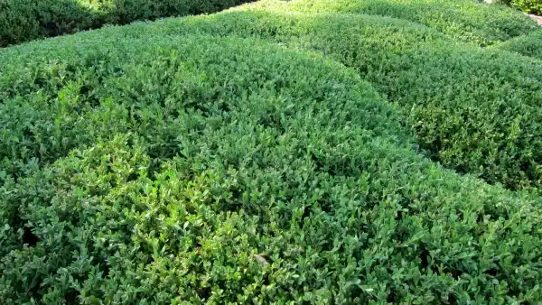 Buxus Wintergreen - Buxus 'Wintergreen'