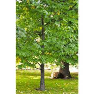 Castanea dentata - American chestnut tree