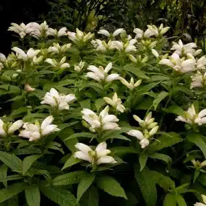 Chelone glabra - White Turtlehead plant closeup