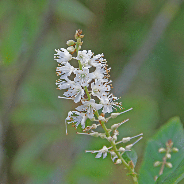 Clethra alnifolia 2 - Clethra alnifolia 'Hummingbird' - Dwarf Summersweet