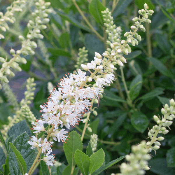 Clethra alnifolia 3 - Clethra alnifolia 'Hummingbird' - Dwarf Summersweet