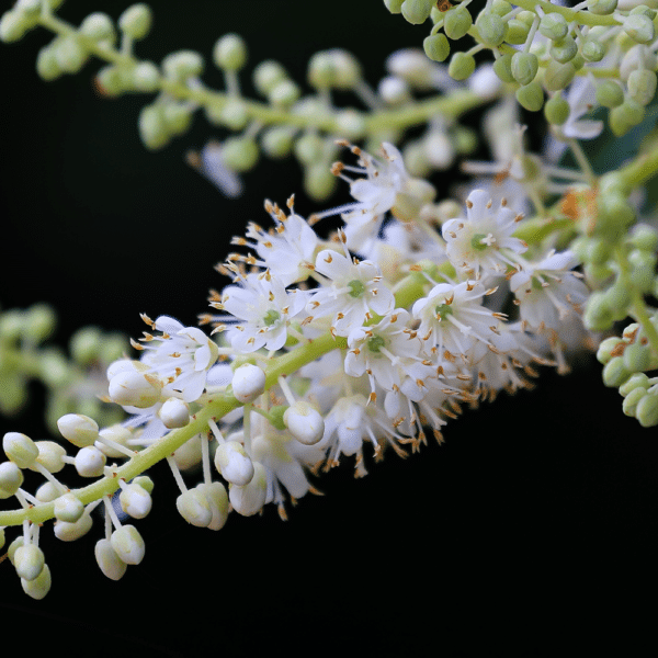 Clethra alnifolia - Clethra alnifolia 'Hummingbird' - Dwarf Summersweet