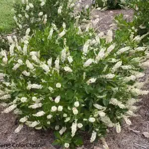 Clethra alnifolia Summersweet - Home