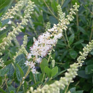 Clethra alnifolia - Summersweet