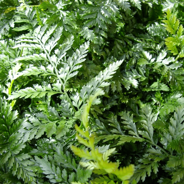 Davallia tyermanii White Rabbit Foot Fern - Davallia tyermanii - White Rabbit Foot Fern