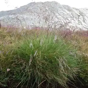 Tufted hairgrass in a field set in front of a mountain