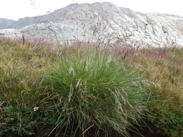 Tufted hairgrass in a field set in front of a mountain