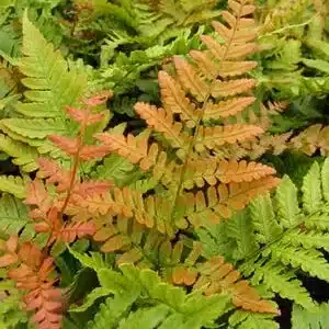 Dryopteris erythrosora Brilliance Autumn Fern - Home