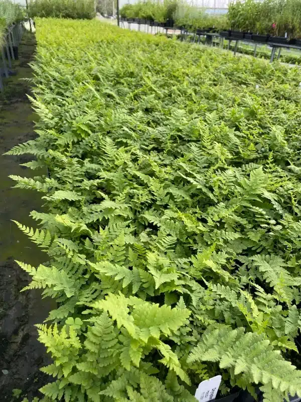 Dryopteris marginalis Evergreen Woodfern - Dryopteris marginalis - Evergreen Woodfern