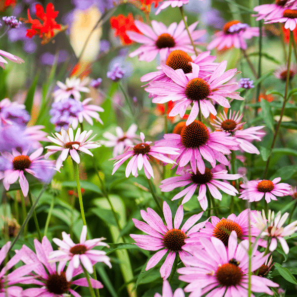 Echinacea 2 - Echinacea 'Kim's Knee High' - Kim's Knee High coneflower