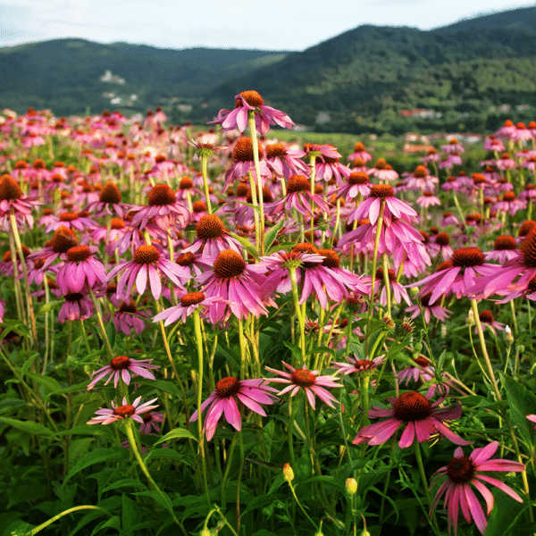 Echinacea 3 - Echinacea 'Kim's Knee High' - Kim's Knee High coneflower