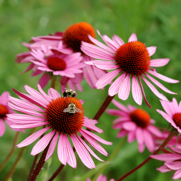 Echinacea - Echinacea 'Kim's Knee High' - Kim's Knee High coneflower