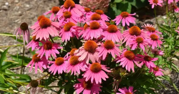 Echinacea Kims Knee High Kims Knee High coneflower - Echinacea 'Kim's Knee High' - Kim's Knee High coneflower