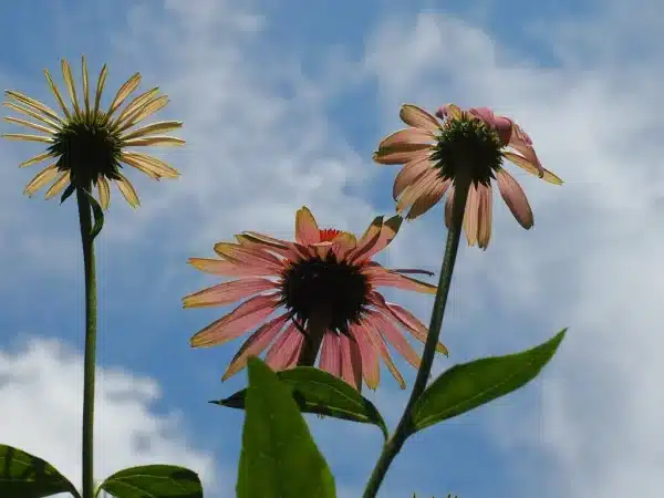 Echinacea purpurea Purple Coneflower 2 - Echinacea purpurea - Purple Coneflower