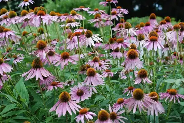 Echinacea purpurea Purple Coneflower - Echinacea purpurea - Purple Coneflower