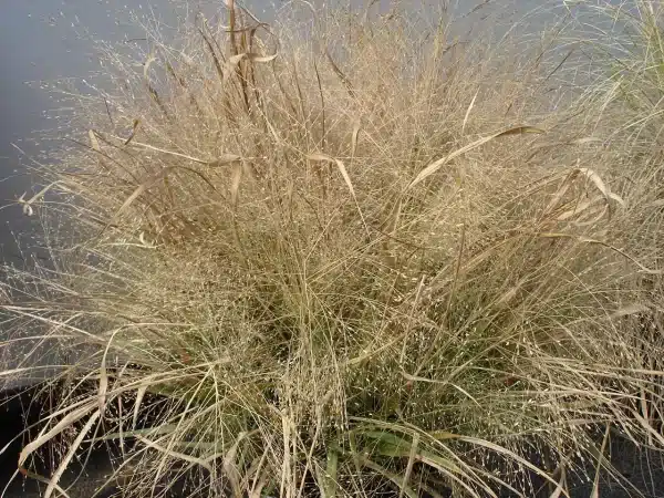 Eragrostis spectabilis Purple Love Grass 2 - Eragrostis spectabilis - Purple Love Grass