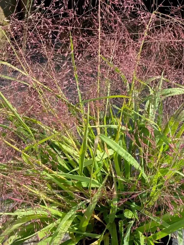 Eragrostis spectabilis Purple Love Grass - Eragrostis spectabilis - Purple Love Grass