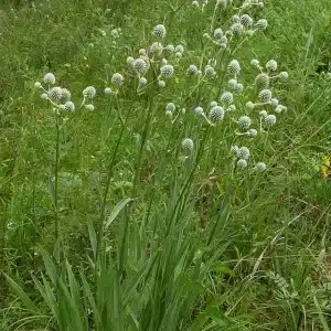 Eryngium yuccifolium - Rattlesnake Master planted in a wildflower meadow